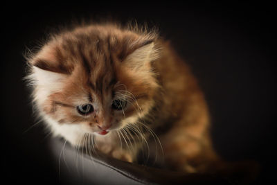 Close-up of a cat over black background