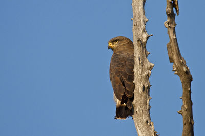 Low angle view of brown snake eagle perching on bare tree trunk against clear blue sky