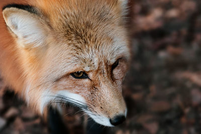 Fox close up