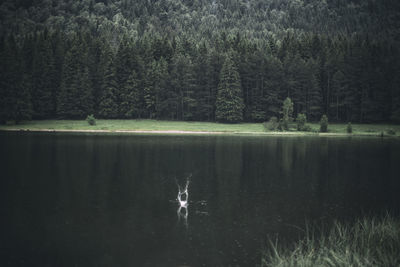 Scenic view of lake in forest