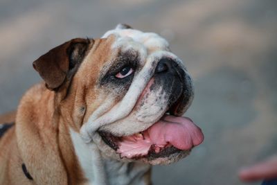 Close-up of dog looking away