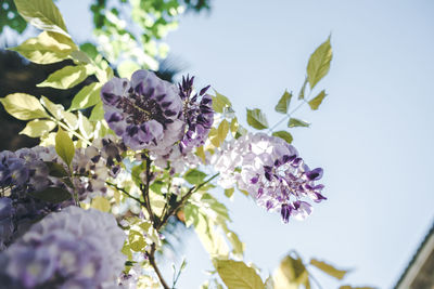 Close-up of purple flowers on tree