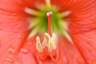 Close-up of red flower