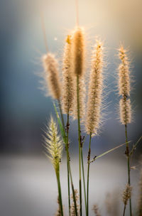 Close-up of flowering plant against lake