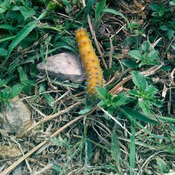 High angle view of insect on plant