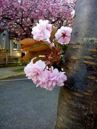 Pink flowers blooming on tree