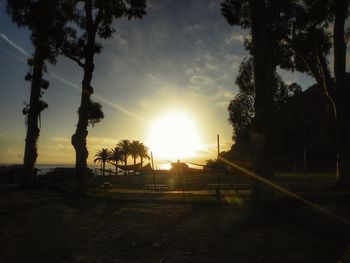 Sun shining through trees