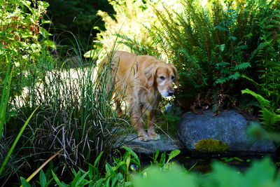 Dog in a lake