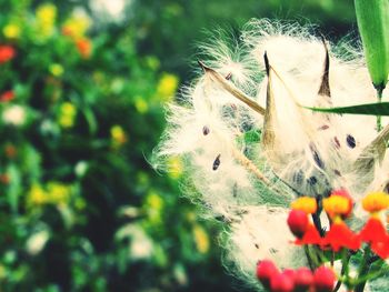 Close-up of caterpillar on tree