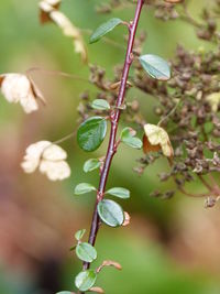 Close-up of leaves