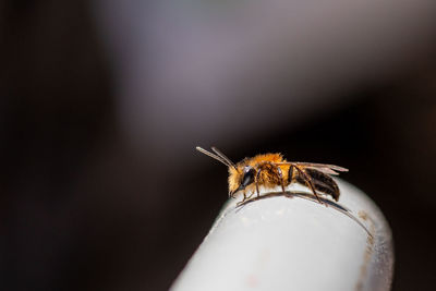 Close-up of bee