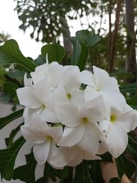 Close-up of white flowering plant