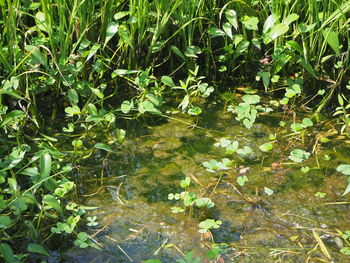 High angle view of plants in lake