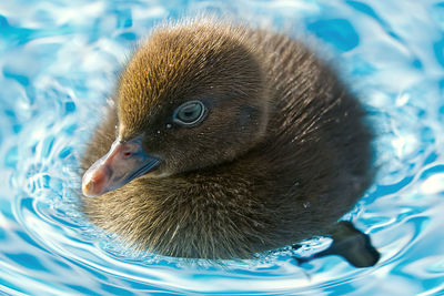 Close-up of a duck in lake