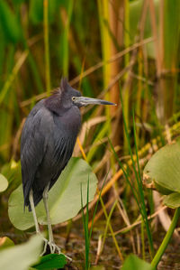 Close-up of bird perching on branch