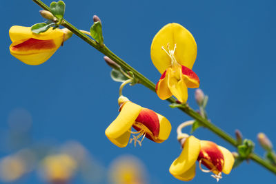 Close-up of yellow flowering plant against clear blue sky