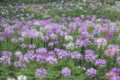 Close-up of pink flowers growing on field