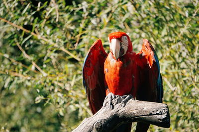Close-up of macaw perching on tree