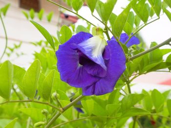 Close-up of purple flowering plant