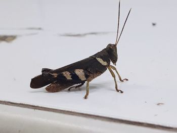 Close-up of insect on snow
