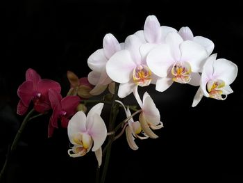 Close-up of flowers blooming against black background