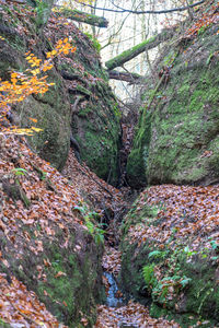 Moss growing on rock in forest