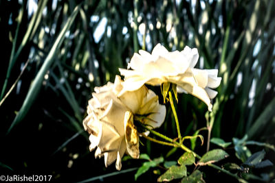 Close-up of white flowers blooming outdoors