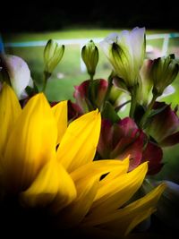 Close-up of yellow flowers