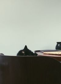 Portrait of black cat sitting on wall