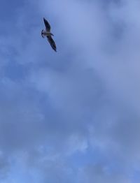 Low angle view of seagull flying in sky