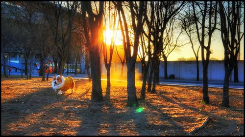 View of a dog at sunset