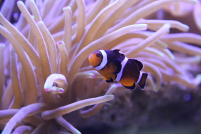 Close-up of fish swimming in sea