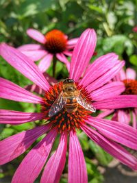 Close-up of honey bee pollinating on pink flower