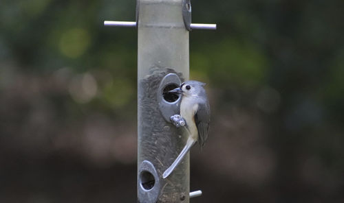 Close-up of bird feeder