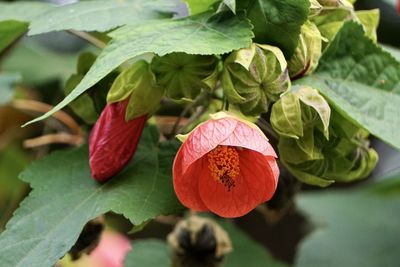 Close-up of red rose on leaves