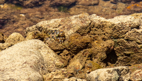 Close-up of lizard on rock