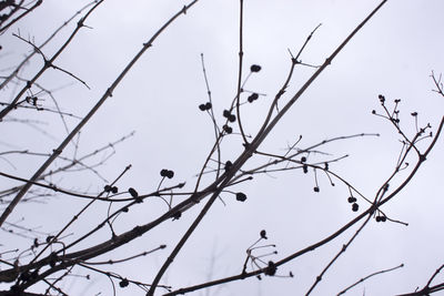 Low angle view of bare tree against sky