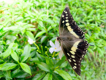 Close-up of butterfly pollinating flower