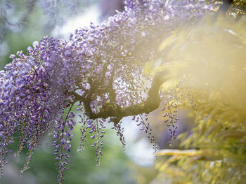 Close-up of purple flowering plant