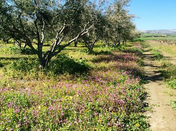 Plants growing on field