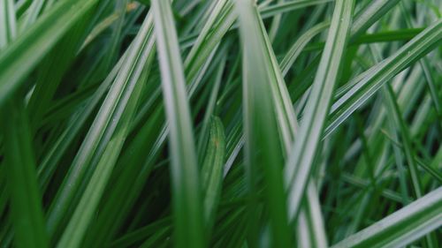 Full frame shot of fresh green plants