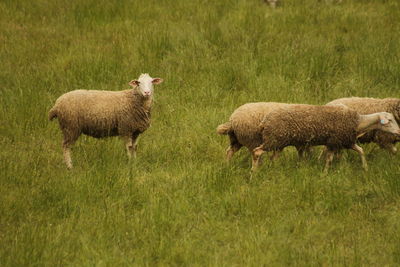 Sheep on field