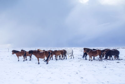 Horses standing on snow covered landscape