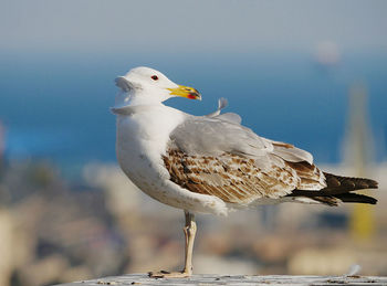 A young seagull waiting for the perfect wind to fly.