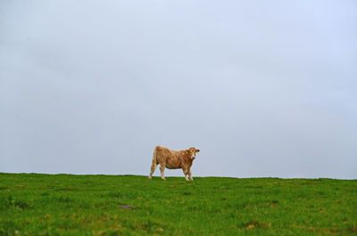 View of a horse on field