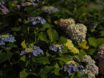 Close-up of purple flowering plants