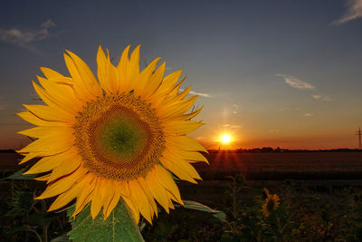 Sunflower on field against sky at sunset