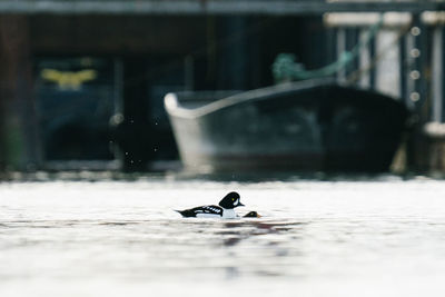 View of duck swimming in lake during winter