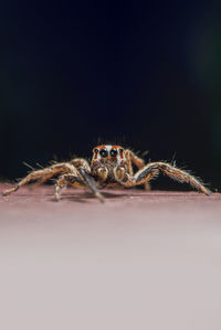 Close-up of spider