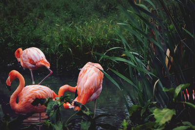 View of birds in lake